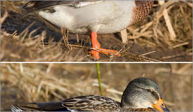 Mallard male female, Grodkowska 11, Otmuchów 48-385 - Zdjęcia