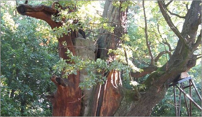 Mieszko oak, Nowoursynowska, Warszawa od 02-776 do 02-797 - Zdjęcia