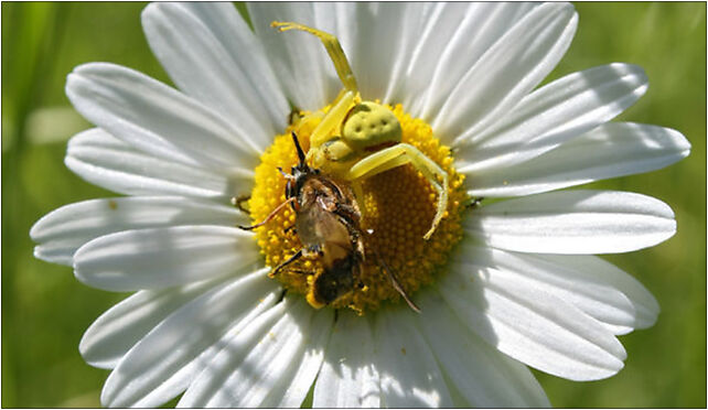 Misumena vatia with caught fly, Paczoskiego, Pogorzelce 17-230 - Zdjęcia