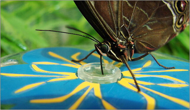 Morpho achilles (Wroclaw zoo), Wróblewskiego Zygmunta, Wrocław 51-618 - Zdjęcia
