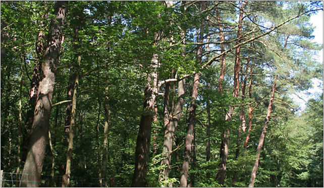 Nature reserve Choczewskie Cisy 02, Cisowa, Sasino 84-210 - Zdjęcia
