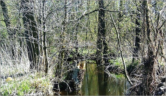 Nieciecz-strumyk, Nieciecz Włościańska, Nieciecz Włościańska 08-331 - Zdjęcia