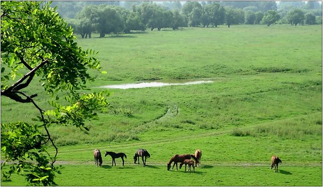 Opatowiec landscape 20060624 0914, Rzeczyska, Rzeczyska 28-520 - Zdjęcia