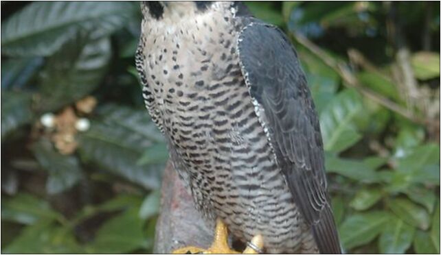 PeregrineFalcon, Grodkowska 11, Otmuchów 48-385 - Zdjęcia