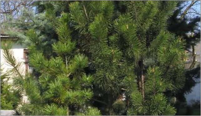 Pinus mugo nothosubsp. rotundata tree 02, Chocimska 3, Marki 05-270 - Zdjęcia