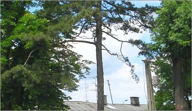 Pinus nigra Marki, Piłsudskiego Józefa, marsz., al.E678, Marki 05-270 - Zdjęcia