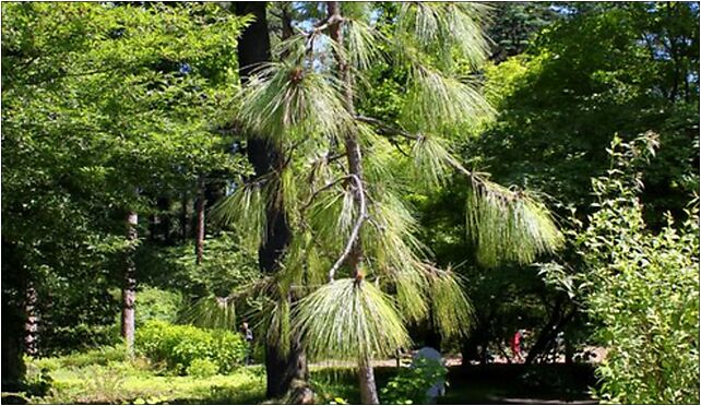 Pinus palustris Rogów, Leśna, Rogów 95-063 - Zdjęcia