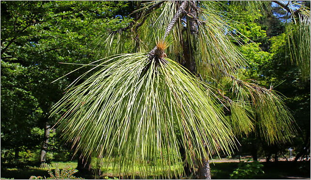 Pinus palustris folaige, Leśna, Rogów 95-063 - Zdjęcia