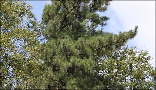 Pinus rigida Drewnica, Kroczewska, Warszawa 03-287 - Zdjęcia