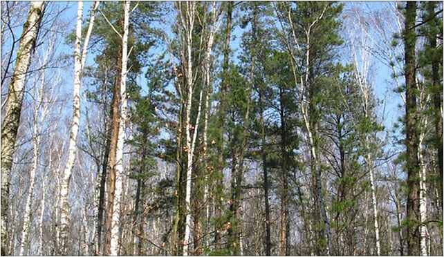 Pinus rigida in Nieporęt Forest, Kroczewska, Warszawa 03-287 - Zdjęcia