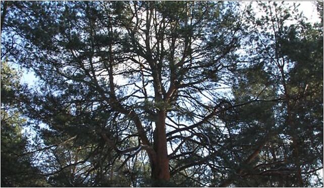Pinus sylvestris Marki 3, Spacerowa, Marki 05-270 - Zdjęcia