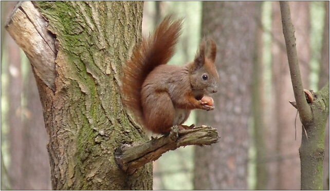 PL - Mielec - Sciurus vulgaris - Kroton 001, Mielec 39-300 - Zdjęcia