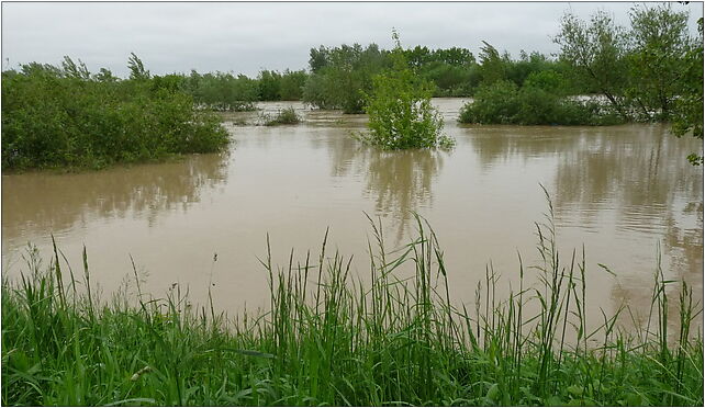 PL - Mielec - flood 2010 - Kroton 007, Połaniecka, Mielec 39-300 - Zdjęcia