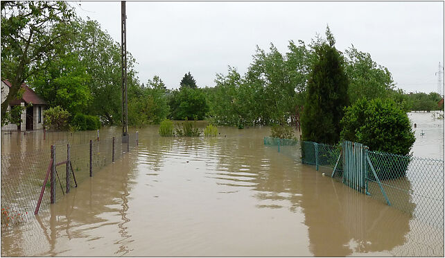 PL - Mielec - flood 2010 - Kroton 020, Teligi Leonida, Mielec 39-300 - Zdjęcia