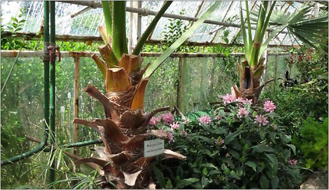 PL - Walbrzych - Palm House in Lubiechow - Kroton 004, Wrocławska 58-306 - Zdjęcia