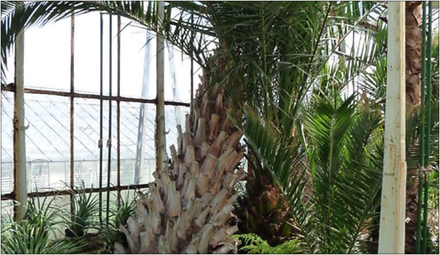 PL - Walbrzych - Palm House in Lubiechow - Kroton 005, Wrocławska 58-306 - Zdjęcia