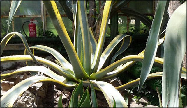 PL - Walbrzych - Palm House in Lubiechow - Kroton 012, Wrocławska 58-306 - Zdjęcia