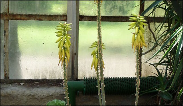 PL - Walbrzych - Palm House in Lubiechow - Kroton 014, Wrocławska 58-306 - Zdjęcia
