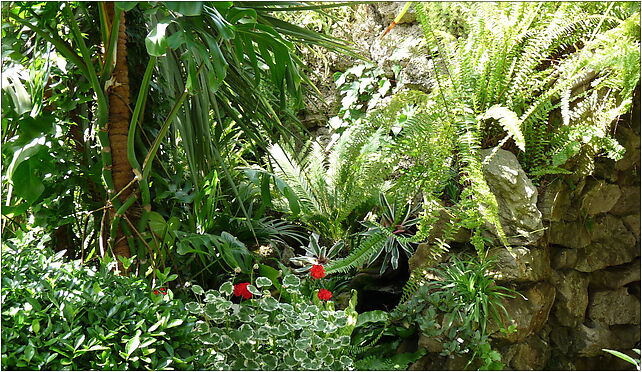 PL - Walbrzych - Palm House in Lubiechow - Kroton 026, Wrocławska 58-306 - Zdjęcia