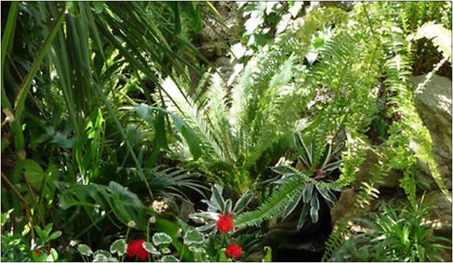 PL - Walbrzych - Palm House in Lubiechow - Kroton 027, Wrocławska 58-306 - Zdjęcia