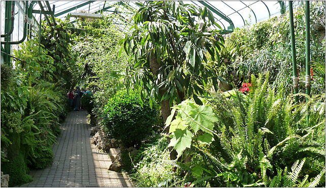 PL - Walbrzych - Palm House in Lubiechow - Kroton 032, Wrocławska 58-306 - Zdjęcia