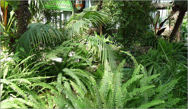 PL - Walbrzych - Palm House in Lubiechow - Kroton 037, Wrocławska 58-306 - Zdjęcia