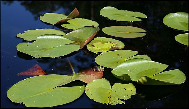 PNBT Nymphaea alba i żaba 03.07.10 p, Bachorze Osada 89-606 - Zdjęcia