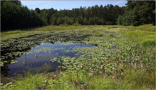 PNBT zbiornik2 z Nymphaea alba 03.07.10 p, Tulipanów, Charzykowy 89-606 - Zdjęcia