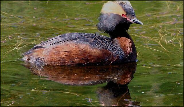 Podiceps auritus1, Grodkowska 11, Otmuchów 48-385 - Zdjęcia