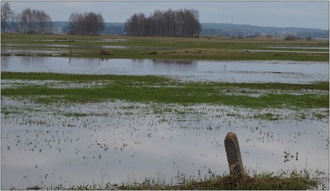Podlaskie Tykocin - Siekierki-Góra - Narew floodplains - 2,1km - E 16-080 - Zdjęcia