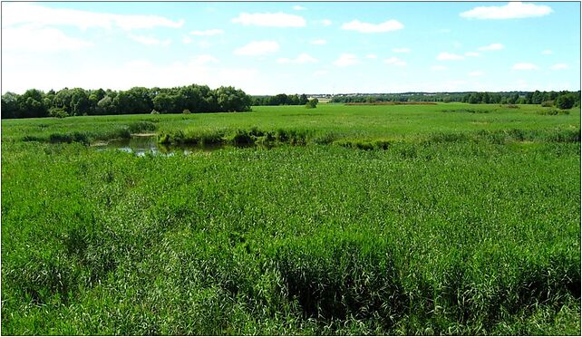 Podlaskie - Choroszcz - Kruszewo - Narew's pool - h-NW 16-070 - Zdjęcia