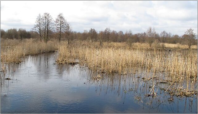 Podlaskie - Choroszcz - Rzędziany-Pańki Narew floodplains - 0,6km - NE 16-070 - Zdjęcia