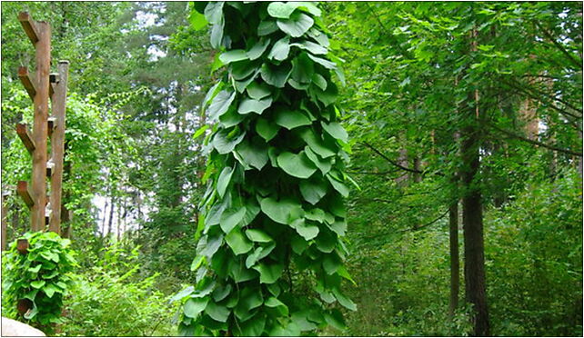 Podlaskie - Suprasl - Kopna Gora - Arboretum - Aristolochia macrophylla 16-030 - Zdjęcia