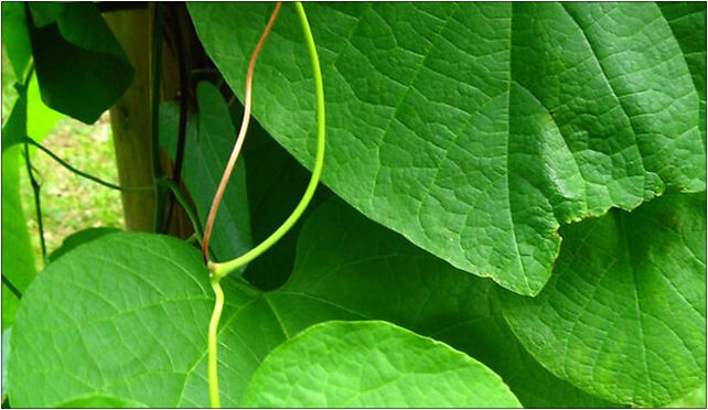 Podlaskie - Suprasl - Kopna Gora - Arboretum - Aristolochia macrophylla - leaf 16-030 - Zdjęcia