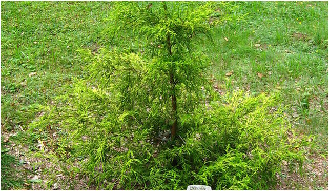 Podlaskie - Suprasl - Kopna Gora - Arboretum - Chamaecyparis pisifera 16-030 - Zdjęcia