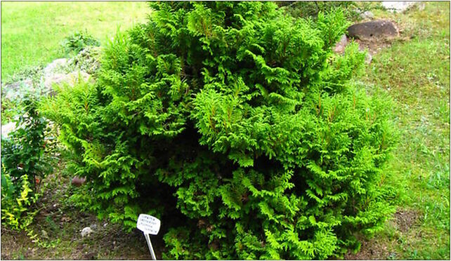Podlaskie - Suprasl - Kopna Gora - Arboretum - Chamaecyparis pisifera 'Plumosa Aurea Compacta' 16-030 - Zdjęcia