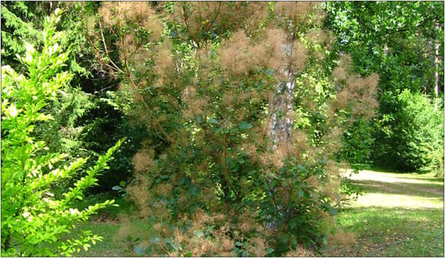 Podlaskie - Suprasl - Kopna Gora - Arboretum - Cotinus coggygria - plant w. flowers 16-030 - Zdjęcia