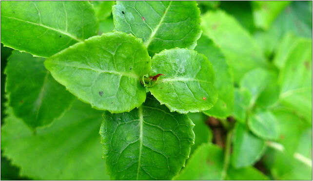 Podlaskie - Suprasl - Kopna Gora - Arboretum - Hydrangea petiolaris - leaves 16-030 - Zdjęcia