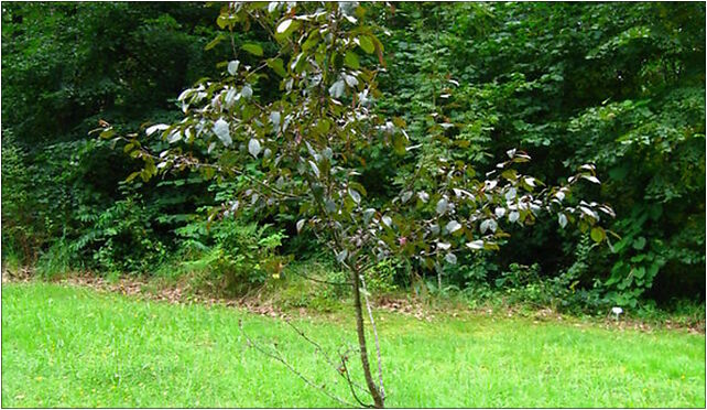 Podlaskie - Suprasl - Kopna Gora - Arboretum - Malus ×purpurea 'royalty' 16-030 - Zdjęcia