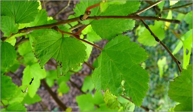 Podlaskie - Suprasl - Kopna Gora - Arboretum - Physocarpus opulifolius 'Luteus' - branch 16-030 - Zdjęcia
