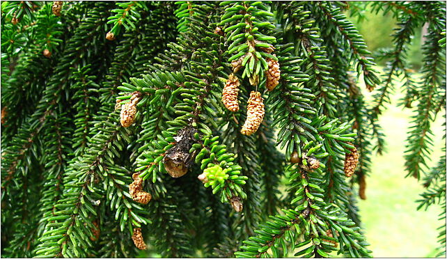 Podlaskie - Suprasl - Kopna Gora - Arboretum - Picea orientalis 'Atrovirens' - branch 16-030 - Zdjęcia