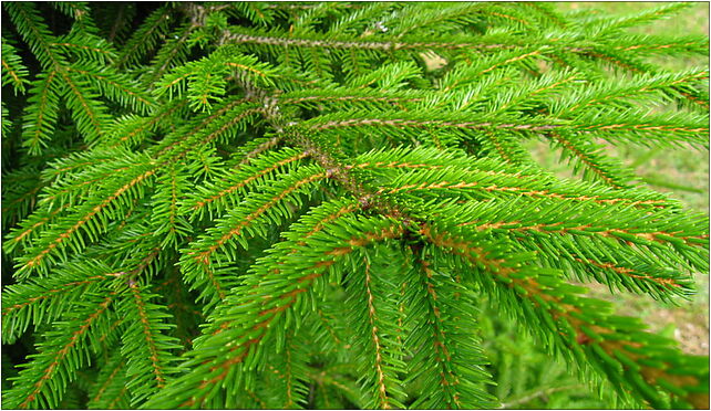 Podlaskie - Suprasl - Kopna Gora - Arboretum - Picea orientalis 'Aurea' - branch 16-030 - Zdjęcia