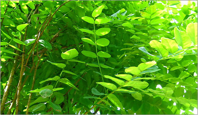 Podlaskie - Suprasl - Kopna Gora - Arboretum - Robinia pseudoacacia 'Umbraculifera' - branch 16-030 - Zdjęcia
