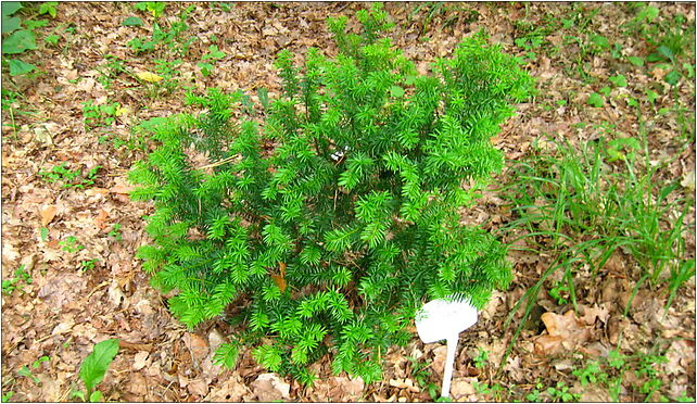 Podlaskie - Suprasl - Kopna Gora - Arboretum - Taxus × media 'nidiformis' 16-030 - Zdjęcia