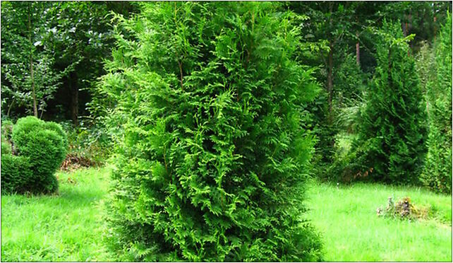 Podlaskie - Suprasl - Kopna Gora - Arboretum - Thuja occidentalis 'Brabant' - plant 16-030 - Zdjęcia