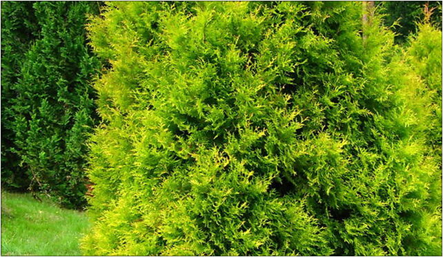 Podlaskie - Suprasl - Kopna Gora - Arboretum - Thuja occidentalis 'Ellwangeriana Aurea' - plant 16-030 - Zdjęcia