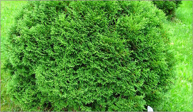 Podlaskie - Suprasl - Kopna Gora - Arboretum - Thuja occidentalis 'Mecki' - plant 16-030 - Zdjęcia