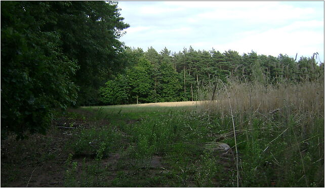 Poland. Gmina Lipno. Forests 002, Głodowo - Zdjęcia
