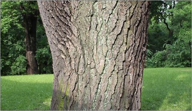 Populus alba natural monument, Marki 05-270 - Zdjęcia