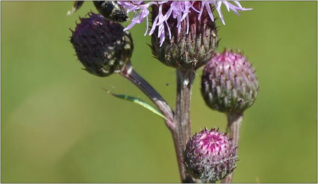 Poznan Morasko Cirsium arvense with bee 2010, Poznań 61-680 - Zdjęcia